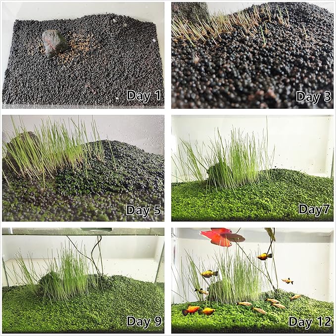 4 Pack Aquarium Plant S.e.e.ds, no Artificial Plastic Plant, Fish Tank Live Grass for All Substrate (0.36ozTiny+0.36oz Long+0.36oz Short+0.36oz Big Dual) ZQV-005-PurrikoPets