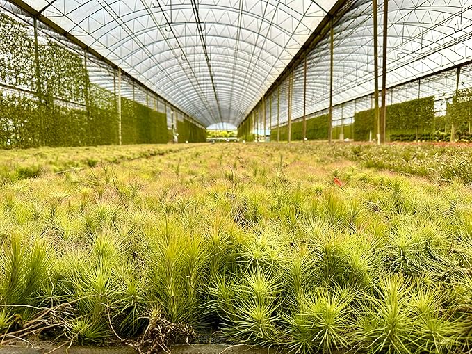 Air Plants - Tillandsia Funckiana, Large 5" - 5ct - Live Arrival Guaranteed - House Plants for Home Decor & Gift-PurrikoPets